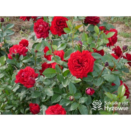 Jugendliebe® Duże kwiaty, mocno wypełnione płatkami,  o krwistoczerwonej barwie. Delikatnie pachnie.Niski krzew.