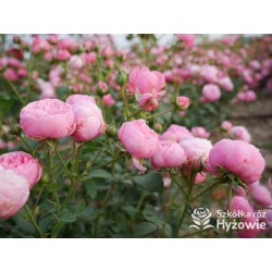 Pomponella® Małe, kuliste kwiaty, różowej barwy, przyjemnie pachnące. Niski krzew.