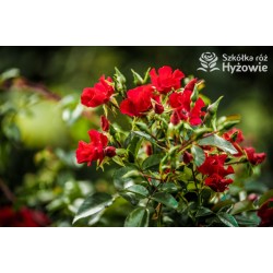 Sommerabend® drobny, pusty kwiat o czerwonej barwie, płożący się po ziemi. Błyszczący liść. Niski krzew.