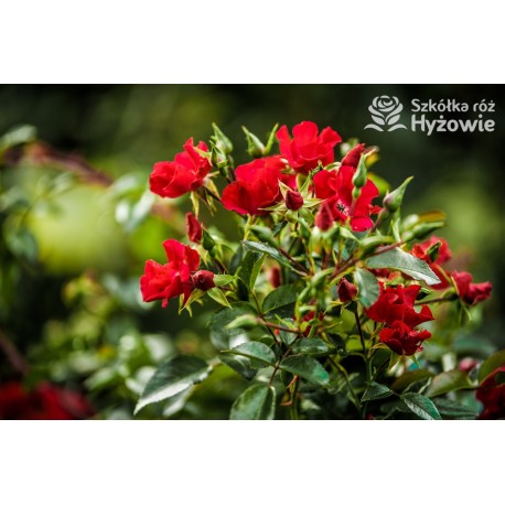 Sommerabend® drobny, pusty kwiat o czerwonej barwie, płożący się po ziemi. Błyszczący liść. Niski krzew.