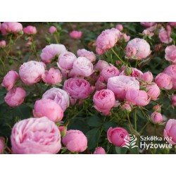 Pomponella® Małe, kuliste kwiaty, różowej barwy, przyjemnie pachnące. Niski krzew.