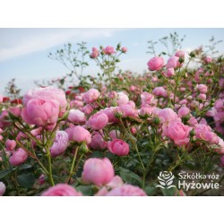 Pomponella® Małe, kuliste kwiaty, różowej barwy, przyjemnie pachnące. Niski krzew.