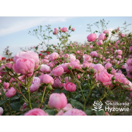 Pomponella® Małe, kuliste kwiaty, różowej barwy, przyjemnie pachnące. Niski krzew.