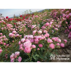 Pomponella® Małe, kuliste kwiaty, różowej barwy, przyjemnie pachnące. Niski krzew.