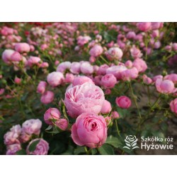 Pomponella® Małe, kuliste kwiaty, różowej barwy, przyjemnie pachnące. Niski krzew.