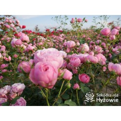 Pomponella® Małe, kuliste kwiaty, różowej barwy, przyjemnie pachnące. Niski krzew.