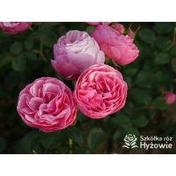 Pomponella® Małe, kuliste kwiaty, różowej barwy, przyjemnie pachnące. Niski krzew.