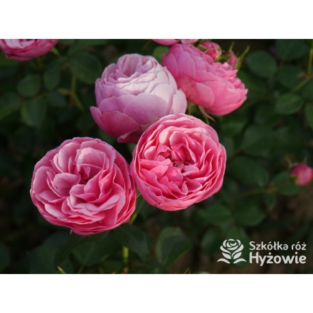 Pomponella® Małe, kuliste kwiaty, różowej barwy, przyjemnie pachnące. Niski krzew.