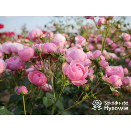 Pomponella® Małe, kuliste kwiaty, różowej barwy, przyjemnie pachnące. Niski krzew.