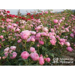 Pomponella® Małe, kuliste kwiaty, różowej barwy, przyjemnie pachnące. Niski krzew.