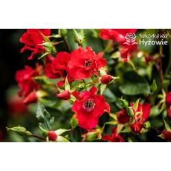 Sommerabend® drobny, pusty kwiat o czerwonej barwie, płożący się po ziemi. Błyszczący liść. Niski krzew.