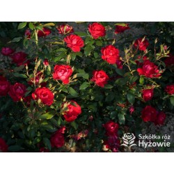 Milano® Bogata liczba szkarłatnych kwiatów. Niski krzew.