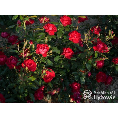 Milano® Bogata liczba szkarłatnych kwiatów. Niski krzew.