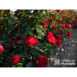 Milano® Bogata liczba szkarłatnych kwiatów. Niski krzew.