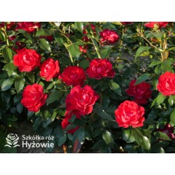 Milano® Bogata liczba szkarłatnych kwiatów. Niski krzew.