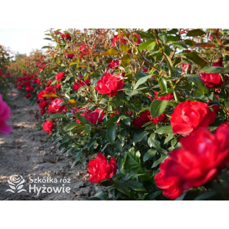 Milano® Bogata liczba szkarłatnych kwiatów. Niski krzew.