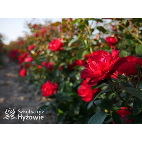 Milano® Bogata liczba szkarłatnych kwiatów. Niski krzew.