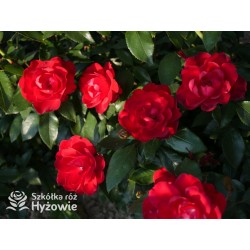 Milano® Bogata liczba szkarłatnych kwiatów. Niski krzew.