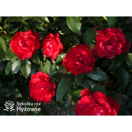 Milano® Bogata liczba szkarłatnych kwiatów. Niski krzew.