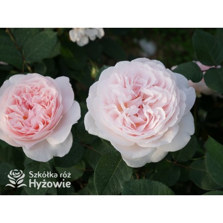 Märchenzauber® Duże, mocno pełne, różowe barwy, bardzo przyjemnie pachnie. Niski krzew.