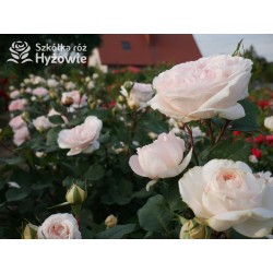 Märchenzauber® Duże, mocno pełne, różowe barwy, bardzo przyjemnie pachnie. Niski krzew.