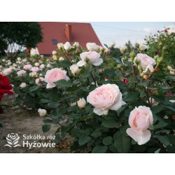 Märchenzauber® Duże, mocno pełne, różowe barwy, bardzo przyjemnie pachnie. Niski krzew.