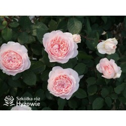 Märchenzauber® Duże, mocno pełne, różowe barwy, bardzo przyjemnie pachnie. Niski krzew.