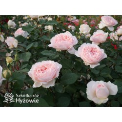 Märchenzauber® Duże, mocno pełne, różowe barwy, bardzo przyjemnie pachnie. Niski krzew.