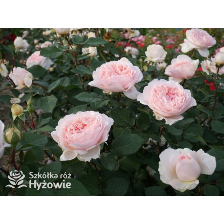 Märchenzauber® Duże, mocno pełne, różowe barwy, bardzo przyjemnie pachnie. Niski krzew.