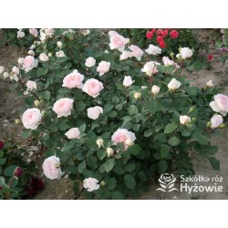 Märchenzauber® Duże, mocno pełne, różowe barwy, bardzo przyjemnie pachnie. Niski krzew.