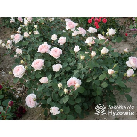 Märchenzauber® Duże, mocno pełne, różowe barwy, bardzo przyjemnie pachnie. Niski krzew.