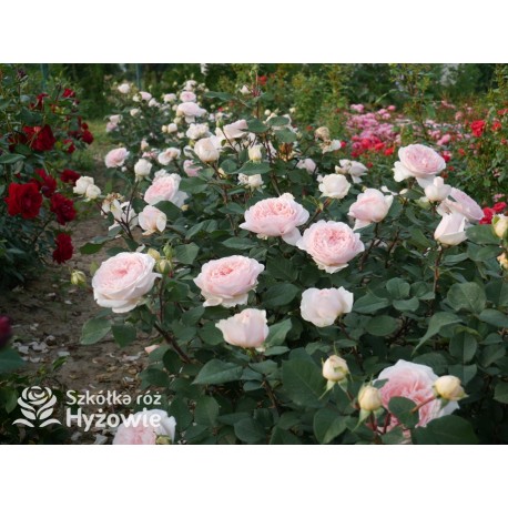 Märchenzauber® Duże, mocno pełne, różowe barwy, bardzo przyjemnie pachnie. Niski krzew.