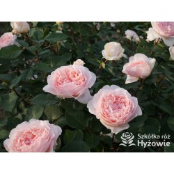 Märchenzauber® Duże, mocno pełne, różowe barwy, bardzo przyjemnie pachnie. Niski krzew.