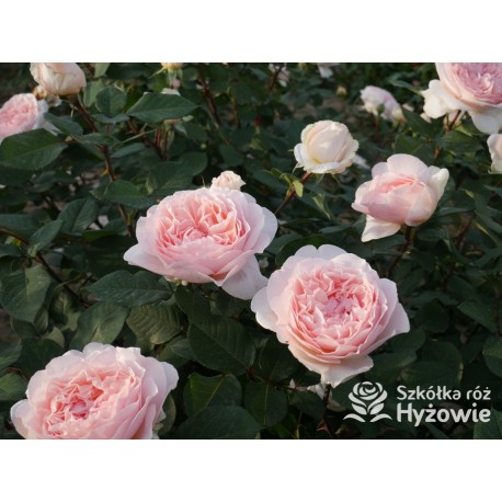 Märchenzauber® Duże, mocno pełne, różowe barwy, bardzo przyjemnie pachnie. Niski krzew.