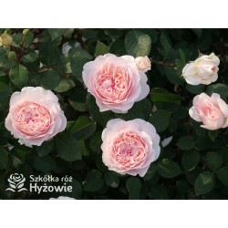 Märchenzauber® Duże, mocno pełne, różowe barwy, bardzo przyjemnie pachnie. Niski krzew.