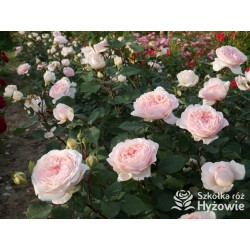 Märchenzauber® Duże, mocno pełne, różowe barwy, bardzo przyjemnie pachnie. Niski krzew.