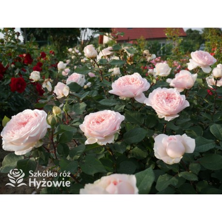 Märchenzauber® Duże, mocno pełne, różowe barwy, bardzo przyjemnie pachnie. Niski krzew.