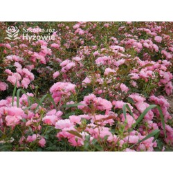 Maxi Vita® Małe, różowej barwy kwiaty. Błyszczące liście. Niski krzew.