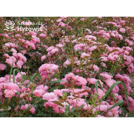 Maxi Vita® Małe, różowej barwy kwiaty. Błyszczące liście. Niski krzew.