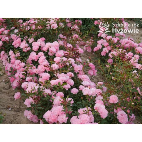 Maxi Vita® Małe, różowej barwy kwiaty. Błyszczące liście. Niski krzew.