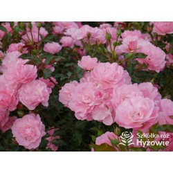 Maxi Vita® Małe, różowej barwy kwiaty. Błyszczące liście. Niski krzew.