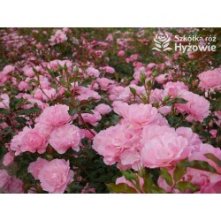 Maxi Vita® Małe, różowej barwy kwiaty. Błyszczące liście. Niski krzew.