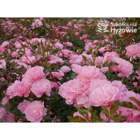 Maxi Vita® Małe, różowej barwy kwiaty. Błyszczące liście. Niski krzew.