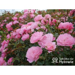 Maxi Vita® Małe, różowej barwy kwiaty. Błyszczące liście. Niski krzew.