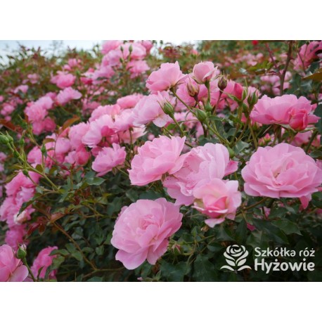 Maxi Vita® Małe, różowej barwy kwiaty. Błyszczące liście. Niski krzew.