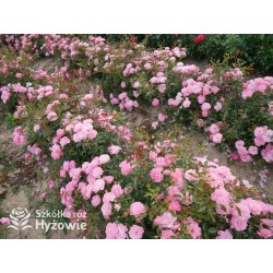 Maxi Vita® Małe, różowej barwy kwiaty. Błyszczące liście. Niski krzew.