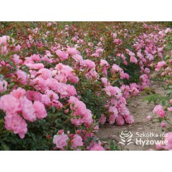 Maxi Vita® Małe, różowej barwy kwiaty. Błyszczące liście. Niski krzew.