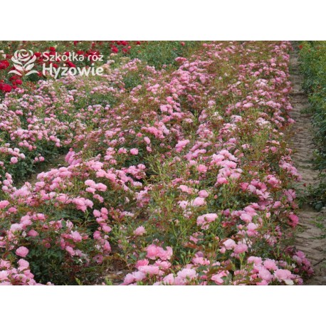 Maxi Vita® Małe, różowej barwy kwiaty. Błyszczące liście. Niski krzew.