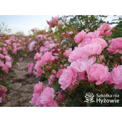 Maxi Vita® Małe, różowej barwy kwiaty. Błyszczące liście. Niski krzew.