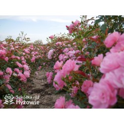 Maxi Vita® Małe, różowej barwy kwiaty. Błyszczące liście. Niski krzew.